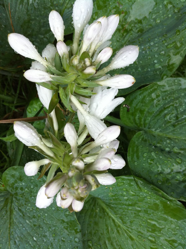 wetbloomingiphone4hosta